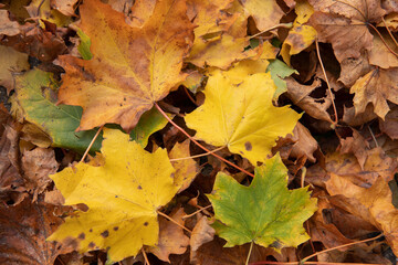 Naklejka na ściany i meble leaves in many colors in the fall