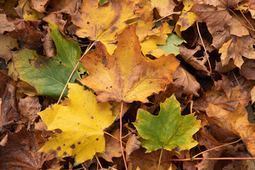fall leaves in many colors