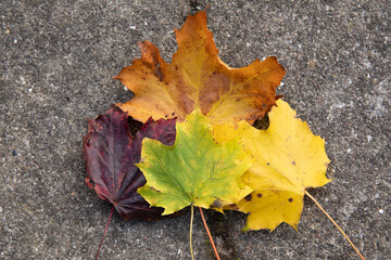 leaves in many colors in the fall