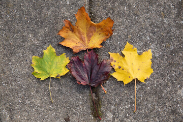 fall leaves in many colors