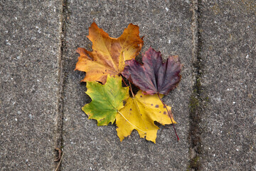 leaves in many colors in the fall