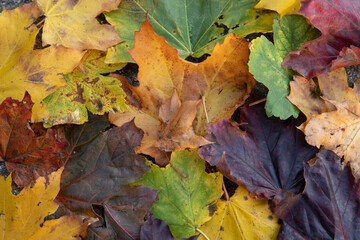 fall leaves in many colors