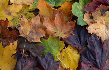 leaves in many colors in the fall