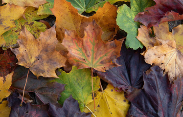fall leaves in many colors