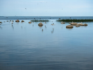 Gulls and cormorants in the reservoir. Flocks of waterfowl.
