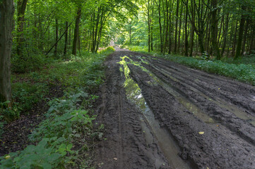 Fototapeta premium A forest thicket in early spring. Mud and puddles on the forest path.
