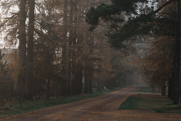 Fototapeta premium Beautiful road through the autumn forest in the morning fog.