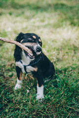 Adorable puppy playing with stick on a green grass.  Portrait of a little dog.