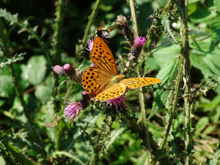 Argynnis paphia butterfly resting on vegetation and wildflowers .