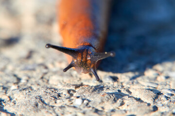 Red snail also slug ( Arion rufus ) on a stone path, photographed from the front, macro shot. Germany, Europe.