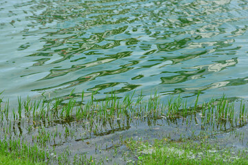 Clump of grass on the calm surface of the water