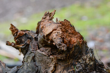 Seelbach, Tretenbach: Wald mit Naturverjüngung.