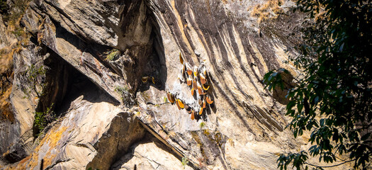 Beehives Nepal Trekking Himalaya Wild Animals