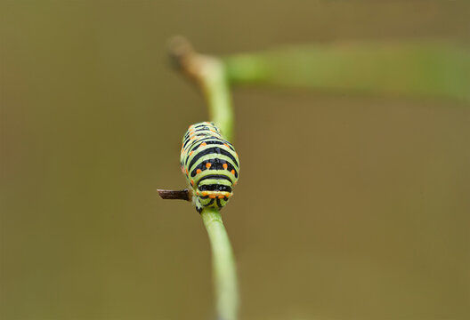 Macaon caterpillar
