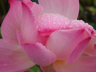 Beautiful pink lotus flower close-up picture