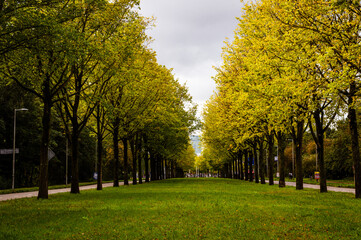 Two Rows of trees in autumn colors and grass