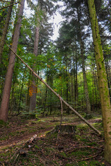 Seelbach, Tretenbach: Wald mit Naturverjüngung.
