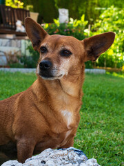 Perrita mirando atenta en el jardín