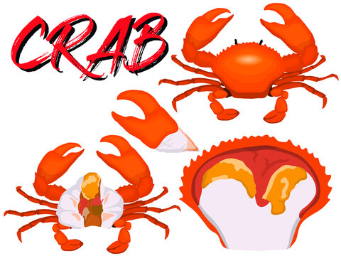Separated crab set for seafood White background