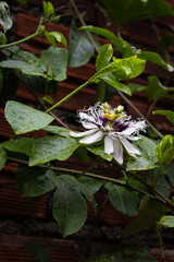 Flor de maracuj&aacute;