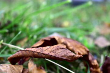 curled chestnut leaf in the grass