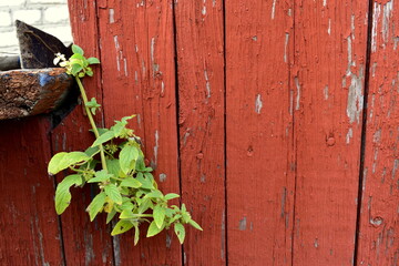 green leaves on wooden background