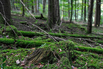 Seelbach, Tretenbach, Vorberzone des Schwarzaldes: Wald mit Naturverjüngung.