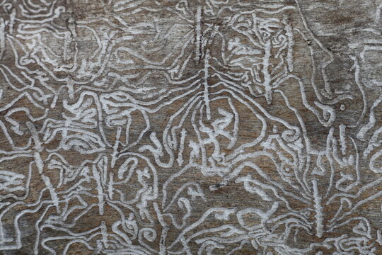 White woodworm tracks on brown wood trunk under bark close up, natural random runes decorative texture for background