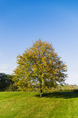 Fototapeta na wymiar Autumn colours in a deciduous tree, UK