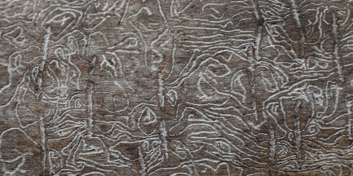 White woodworm tracks on brown wood trunk under bark close up, natural random decorative texture for background