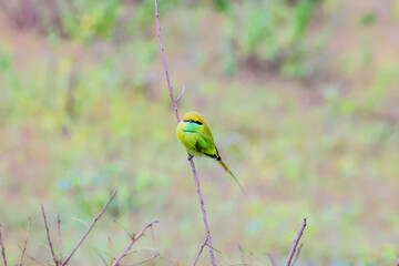 Green Bee Eater Bird Enjoying the Evening weather on winter