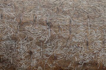 White ornate woodworm tracks on brown wood trunk under bark close up, natural random decorative texture for background