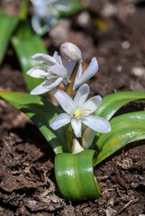 White Squill (Scilla mischtschenkoana) in garden, Central Russia