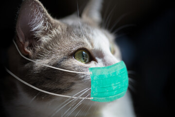 Cat in a medical mask. Protective antiviral mask on the cats face, Protective face mask for animals. COVID-19, Coronovirus, hantavirus concept. Medical mask from coronavirus, hantavirus. Closeup.