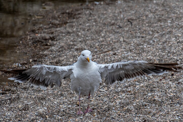 Obraz premium Bird Wings 