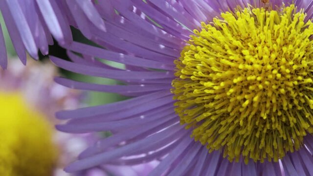 New England aster in closeup