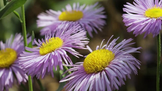 New England aster in closeup