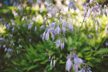 Beautiful flowers, floral green bright background.