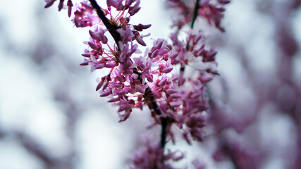 Tree with pink flowers. Blossom of pink flowers