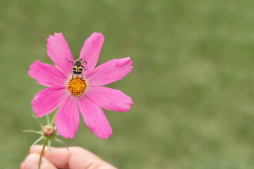 Pink flower close up on a background of grass. An insect sitting on a flower. The bee pollinates the flower