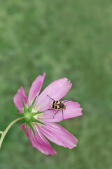 Pink flower close up on a background of grass. An insect in the pollen sits on a flower.