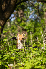 Red Fox Standing in Spring Forest
