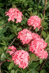 Rhododendron 'Homebush' (Rhododendron x kosterianum) in garden