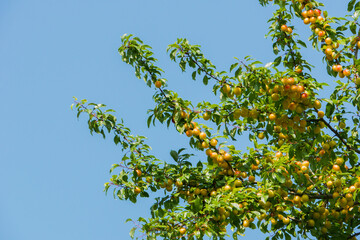 Yellow plum tree against blue sky background. Plum branches with yellow fruits opposite the bright blue sky. High quality photo