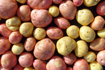Placer of pure and large potatoes of white and red varieties. A farmer's natural vegetable.
