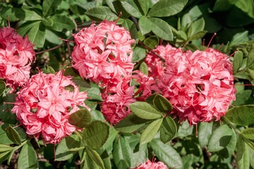Rhododendron 'Homebush' (Rhododendron x kosterianum) in garden