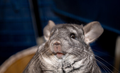 big fluffy gray chinchilla close up portrait