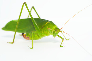 ツユムシ