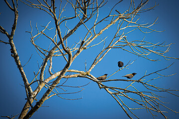 tree branches against blue sky