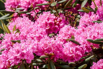 Catawba Rhododendron Cultivar (Rhododendron catawbiense) in park